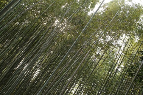 Bamboo trunks in the Arashiyama bamboo forest in Kyoto