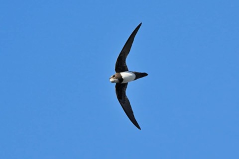 Alpine swift