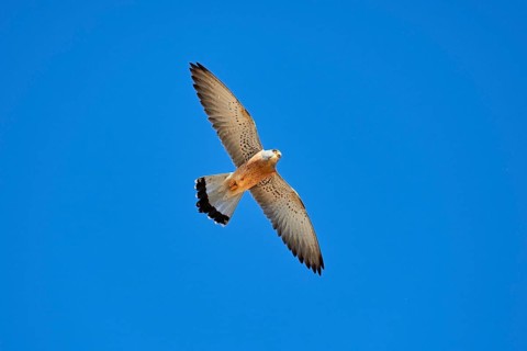 Lesser Kestrel