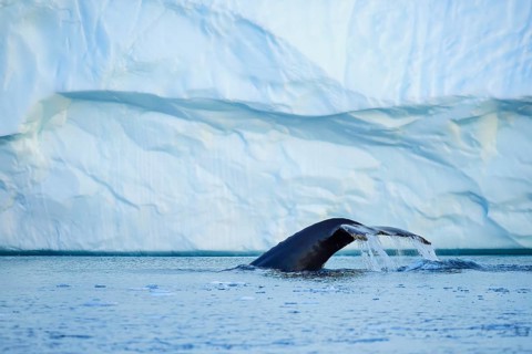 Humpback whale