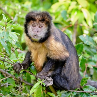 Golden-bellied capuchin