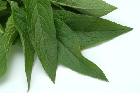 Medicinal plant common comfrey