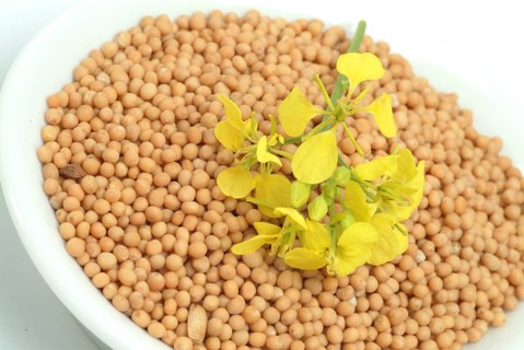 Medicinal plant White mustard