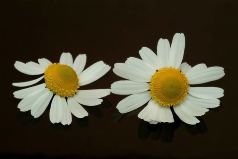 Medicinal plant Chamomile