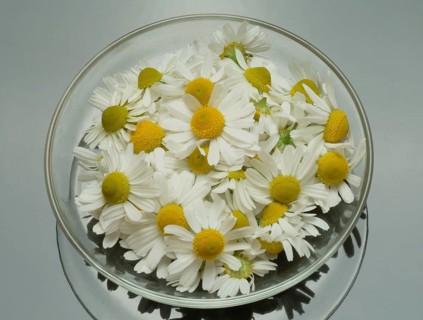 Medicinal plant Chamomile