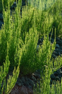 Field horsetail