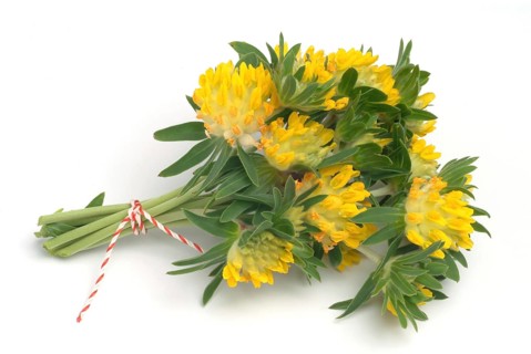 Common kidney vetch