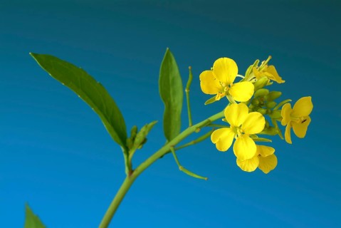 Black mustard
