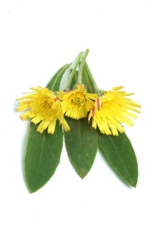 Lesser hawkweed