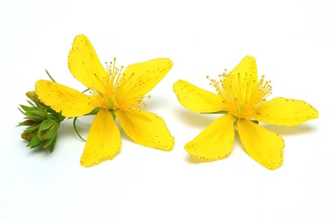 Medicinal plant St. John's wort