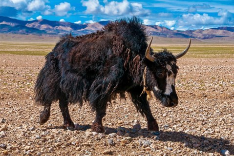 Yaks on the open wide tibetan landscape along the road from Tsochen to Lhasa