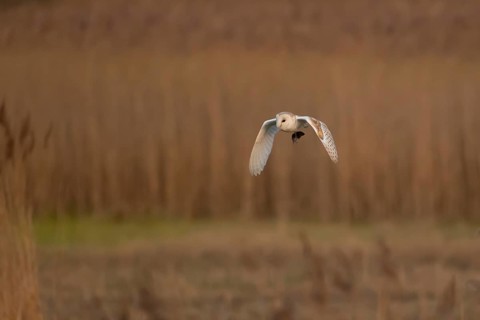 Barn owl
