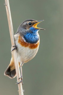 Mating bluethroat