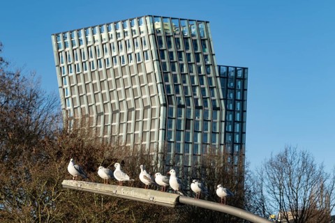 Black-headed gulls