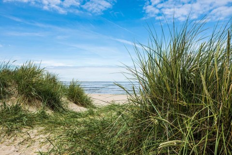 European marram grass