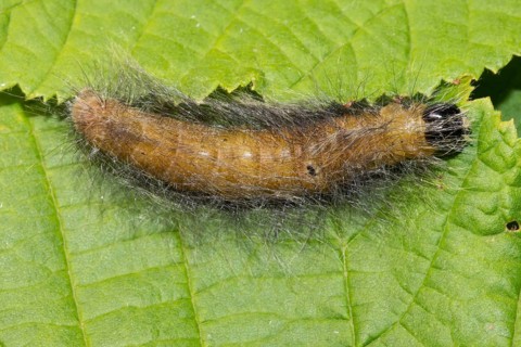 Wooly bark owl caterpillar lying on green leaf seen on right side