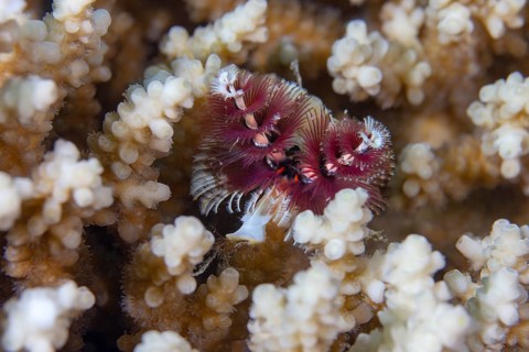 Christmas tree worm