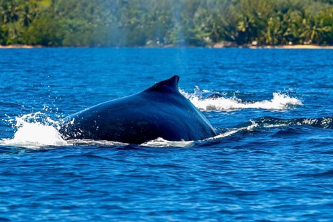 Humpback whale