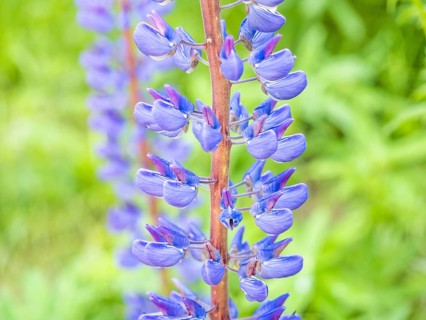 Lupine