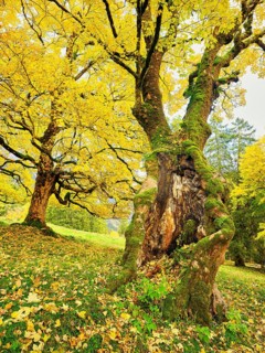 Forest of sycamore maple