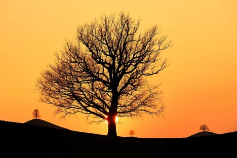 Silhouettes of an oak tree