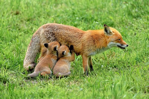 Two red fox