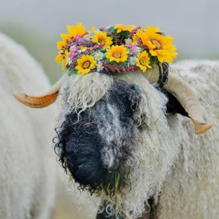 Valais black-nosed ewe