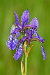 Siberian iris
