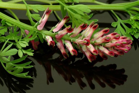 Medicinal plant Common fumitory