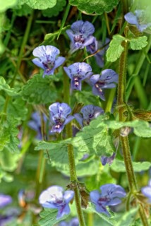 Medicinal plant Gundermann