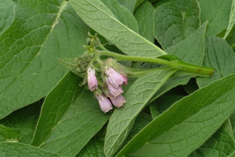 Medicinal plant common comfrey