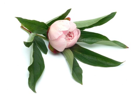 European peony
