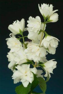 True common jasmine