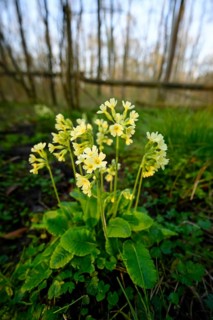 True oxlip