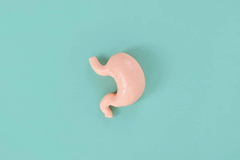 Single stomach organ model on blue background