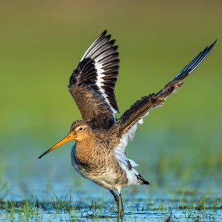 Black-tailed Godwit