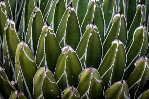 Abstract detail of Agave victoriae-reginae cactus known as agave Noa