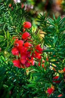 Red berries