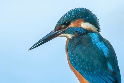 Portrait of a kingfisher