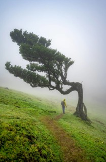 Hikers under a stinkwood