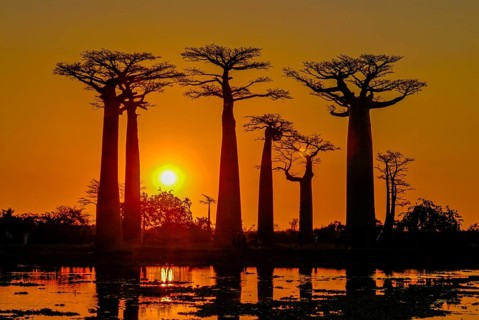 Backlight of the Avenue de Baobabs at sunset near Morondavia