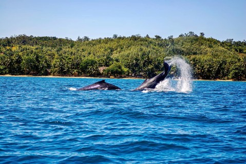Humpback whale