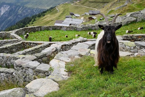 A Valais black-necked domestic goat