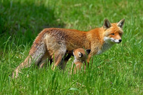 Two red fox