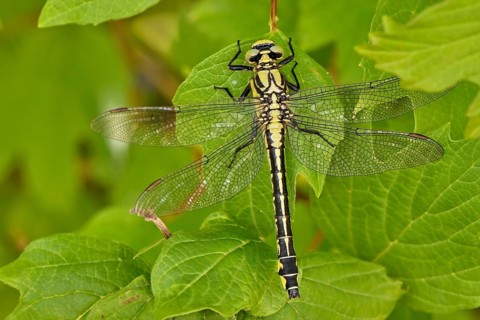 Common club-tail