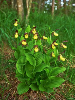 Group yellow lady's slipper orchid