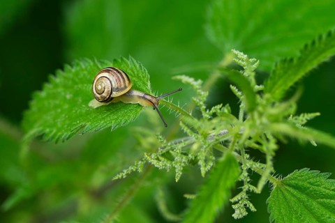 Grove snail