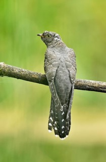 Common cuckoo