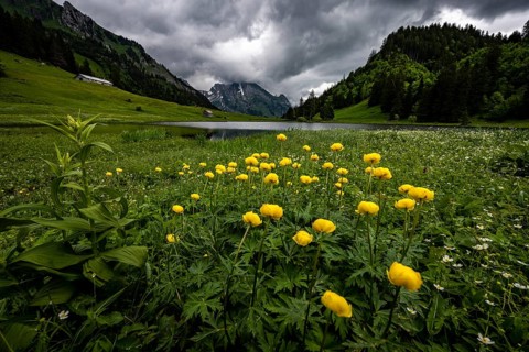 Globeflowers