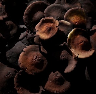 Sulphur tuft